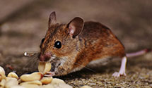 24 Hour & Emergency Exterminators in Londonderry, PA
